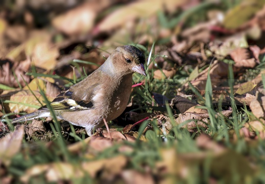 FRINGUELLO; Chaffinch; Fringilla coelebs 