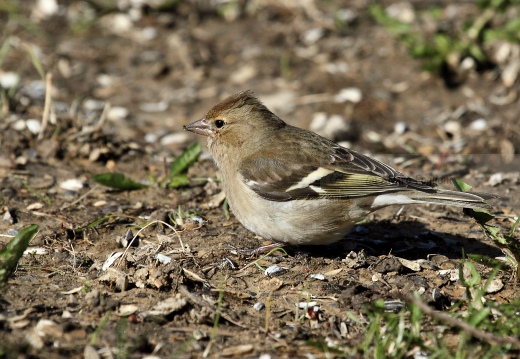 FRINGUELLO; Chaffinch; Fringilla coelebs 