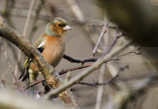 FRINGUELLO; Chaffinch; Fringilla coelebs 