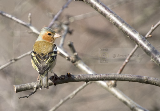 FRINGUELLO; Chaffinch; Fringilla coelebs 