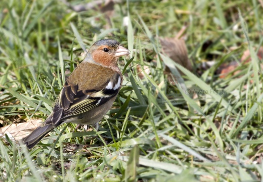 FRINGUELLO; Chaffinch; Fringilla coelebs 