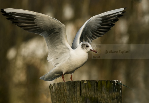 GABBIANO COMUNE; Black-headed Gull; Larus ridibundus