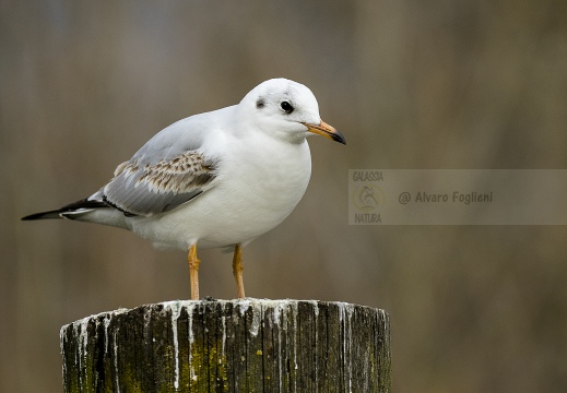 GABBIANO COMUNE; Black-headed Gull; Larus ridibundus