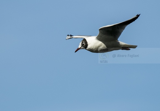 GABBIANO COMUNE; Black-headed Gull; Larus ridibundus