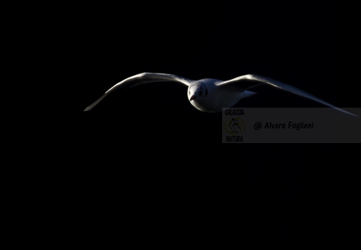 GABBIANO COMUNE; Black-headed Gull; Larus ridibundus