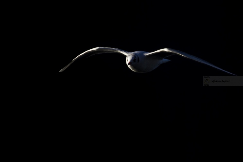 GABBIANO COMUNE; Black-headed Gull; Larus ridibundus