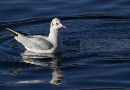 GABBIANO COMUNE; Black-headed Gull; Larus ridibundus