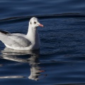 GABBIANO COMUNE; Black-headed Gull; Larus ridibundus