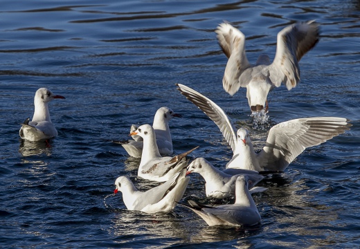 GABBIANO COMUNE; Black-headed Gull; Larus ridibundus