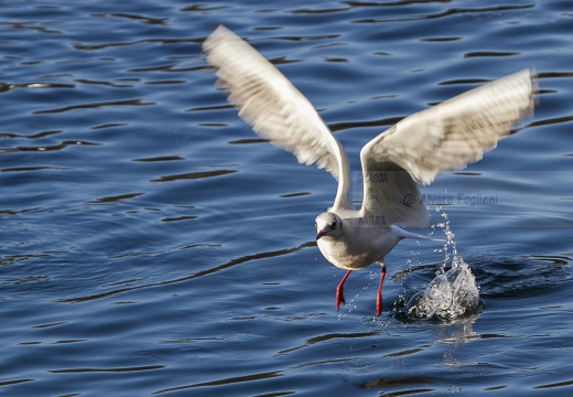 GABBIANO COMUNE; Black-headed Gull; Larus ridibundus