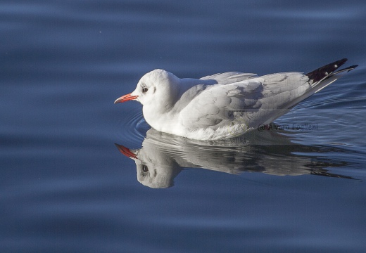 GABBIANO COMUNE; Black-headed Gull; Larus ridibundus