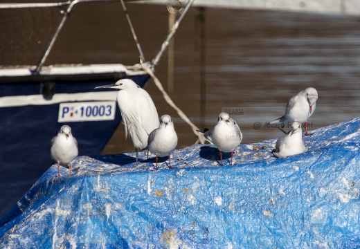 GABBIANO COMUNE; Black-headed Gull; Larus ridibundus