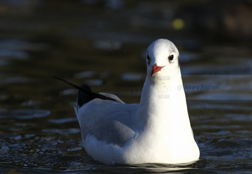 GABBIANO COMUNE; Black-headed Gull; Larus ridibundus