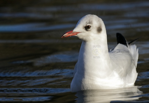 GABBIANO COMUNE; Black-headed Gull; Larus ridibundus