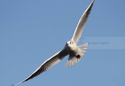 GABBIANO COMUNE; Black-headed Gull; Larus ridibundus