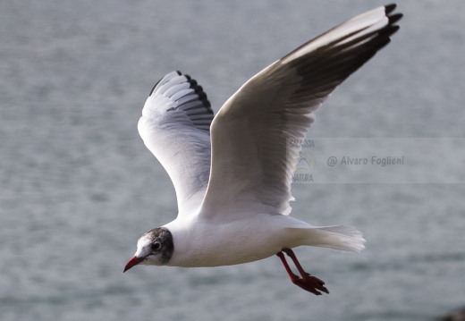 GABBIANO COMUNE; Black-headed Gull; Larus ridibundus