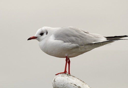 GABBIANO COMUNE; Black-headed Gull; Larus ridibundus