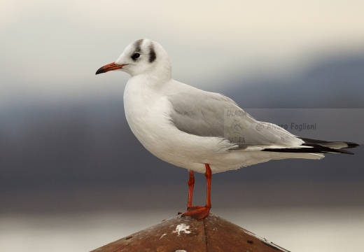 GABBIANO COMUNE; Black-headed Gull; Larus ridibundus