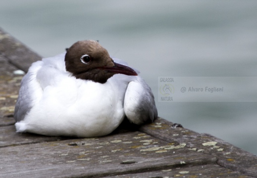 GABBIANO COMUNE; Black-headed Gull; Larus ridibundus