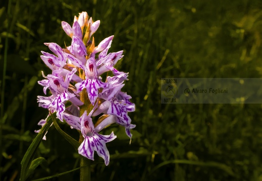 Dactylorhiza maculata subsp. fuchsii - Oltrepò pavese (PV)