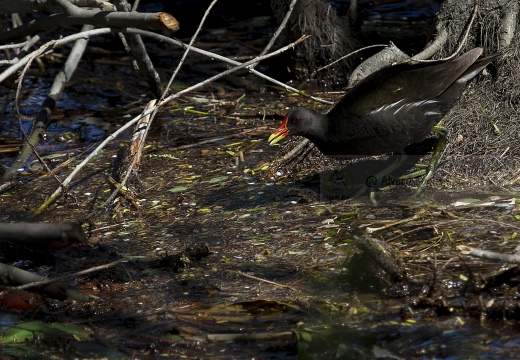 GALLINELLA D'ACQUA; Moorhen; Gallinula chloropus