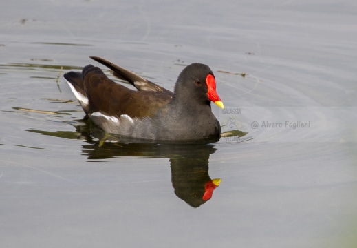 GALLINELLA D'ACQUA; Moorhen; Gallinula chloropus