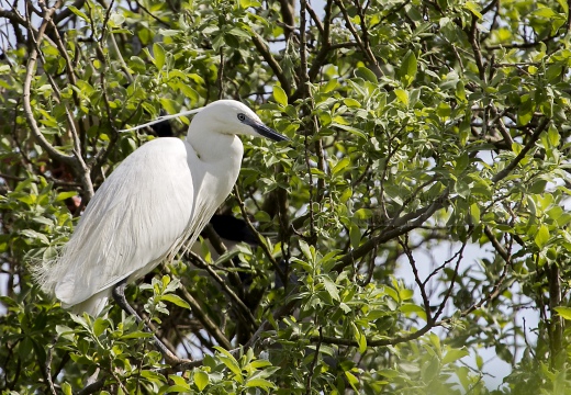 GARZETTA; Little Egret; Egretta garzetta