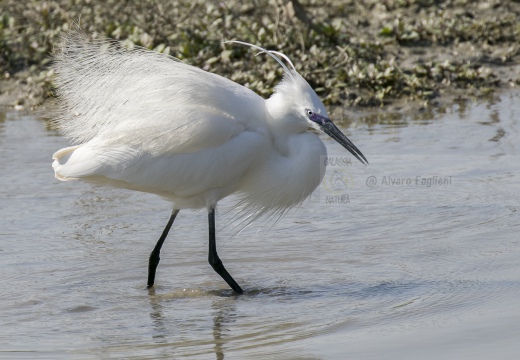 GARZETTA; Little Egret; Egretta garzetta