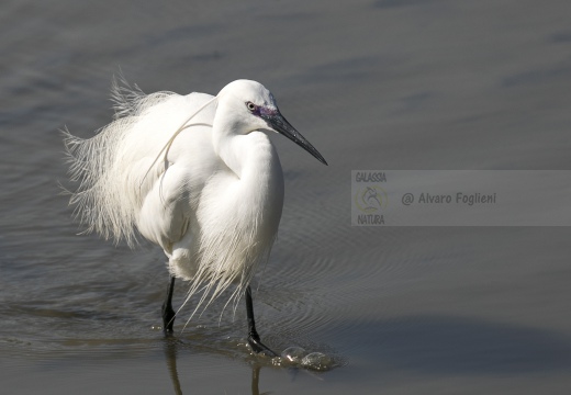 GARZETTA; Little Egret; Egretta garzetta