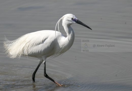 GARZETTA; Little Egret; Egretta garzetta