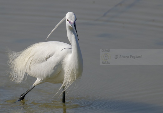 GARZETTA; Little Egret; Egretta garzetta