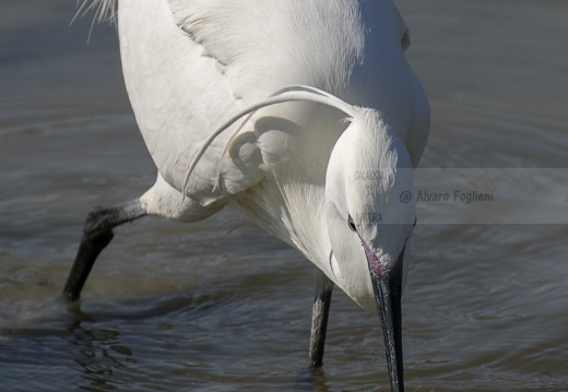 GARZETTA; Little Egret; Egretta garzetta