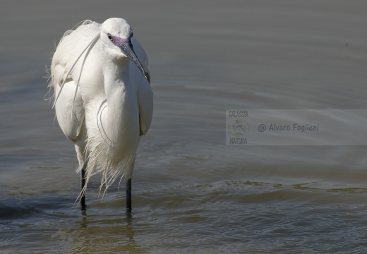 GARZETTA; Little Egret; Egretta garzetta