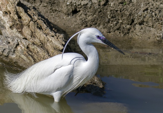 GARZETTA; Little Egret; Egretta garzetta