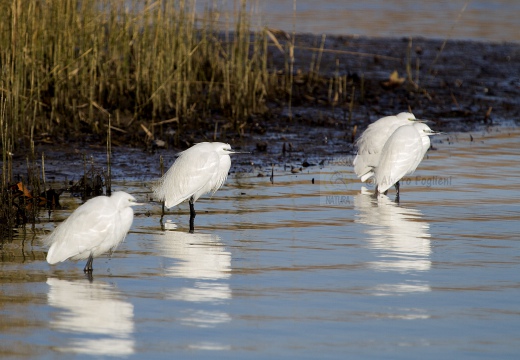 GARZETTA; Little Egret; Egretta garzetta