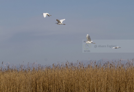 GARZETTA; Little Egret; Egretta garzetta