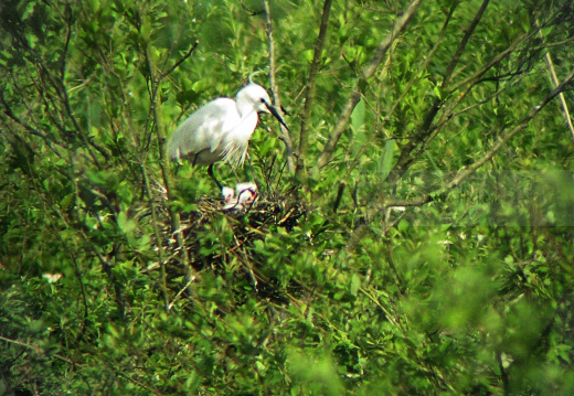 GARZETTA; Little Egret; Egretta garzetta