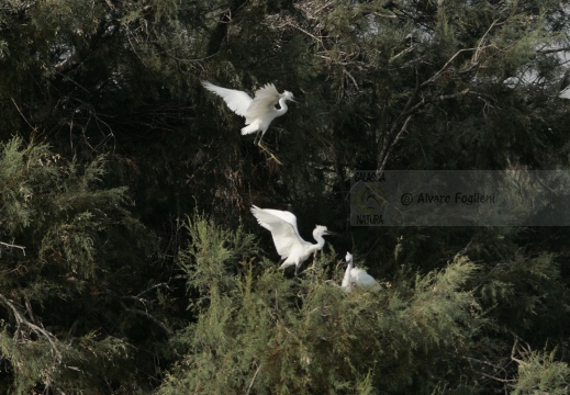 GARZETTA; Little Egret; Egretta garzetta