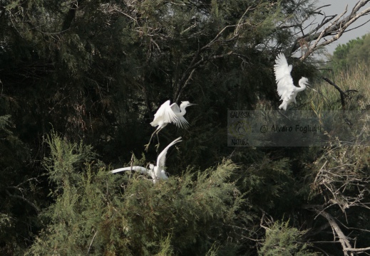 GARZETTA; Little Egret; Egretta garzetta