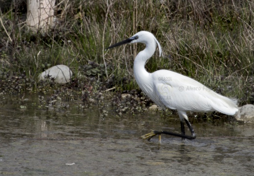 GARZETTA; Little Egret; Egretta garzetta