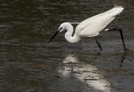 GARZETTA; Little Egret; Egretta garzetta