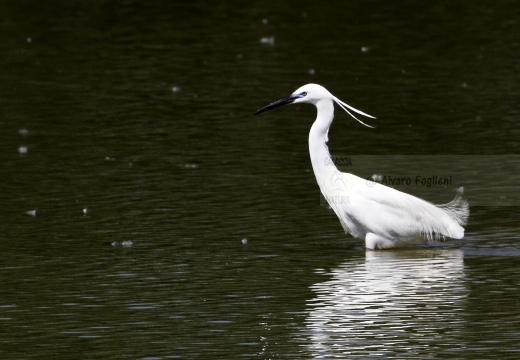 GARZETTA; Little Egret; Egretta garzetta