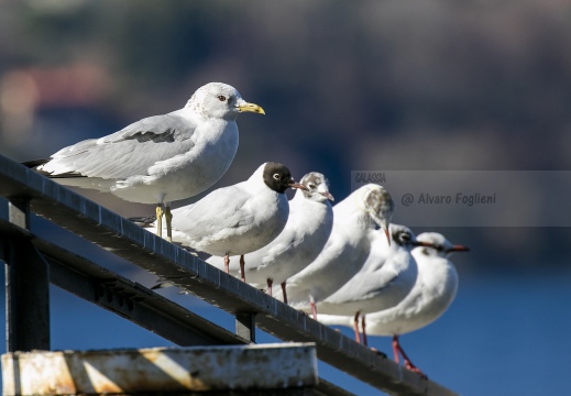 GAVINA; Common Gull; Larus canus 