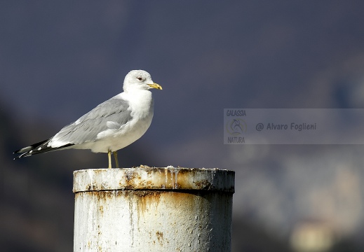 GAVINA; Common Gull; Larus canus 