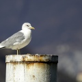 GAVINA; Common Gull; Larus canus 