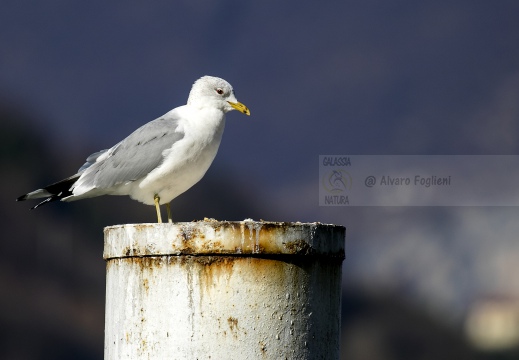 GAVINA; Common Gull; Larus canus 