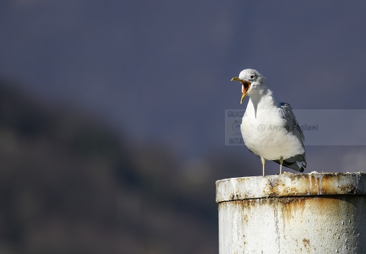 GAVINA; Common Gull; Larus canus 