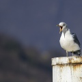 GAVINA; Common Gull; Larus canus 