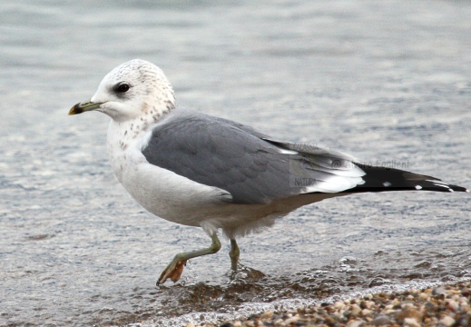 GAVINA; Common Gull; Larus canus 