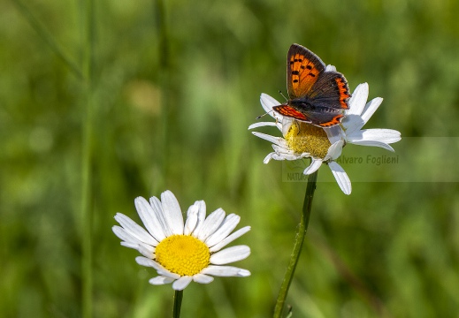 ARGO BRONZEO; Lycaena phlaeas  